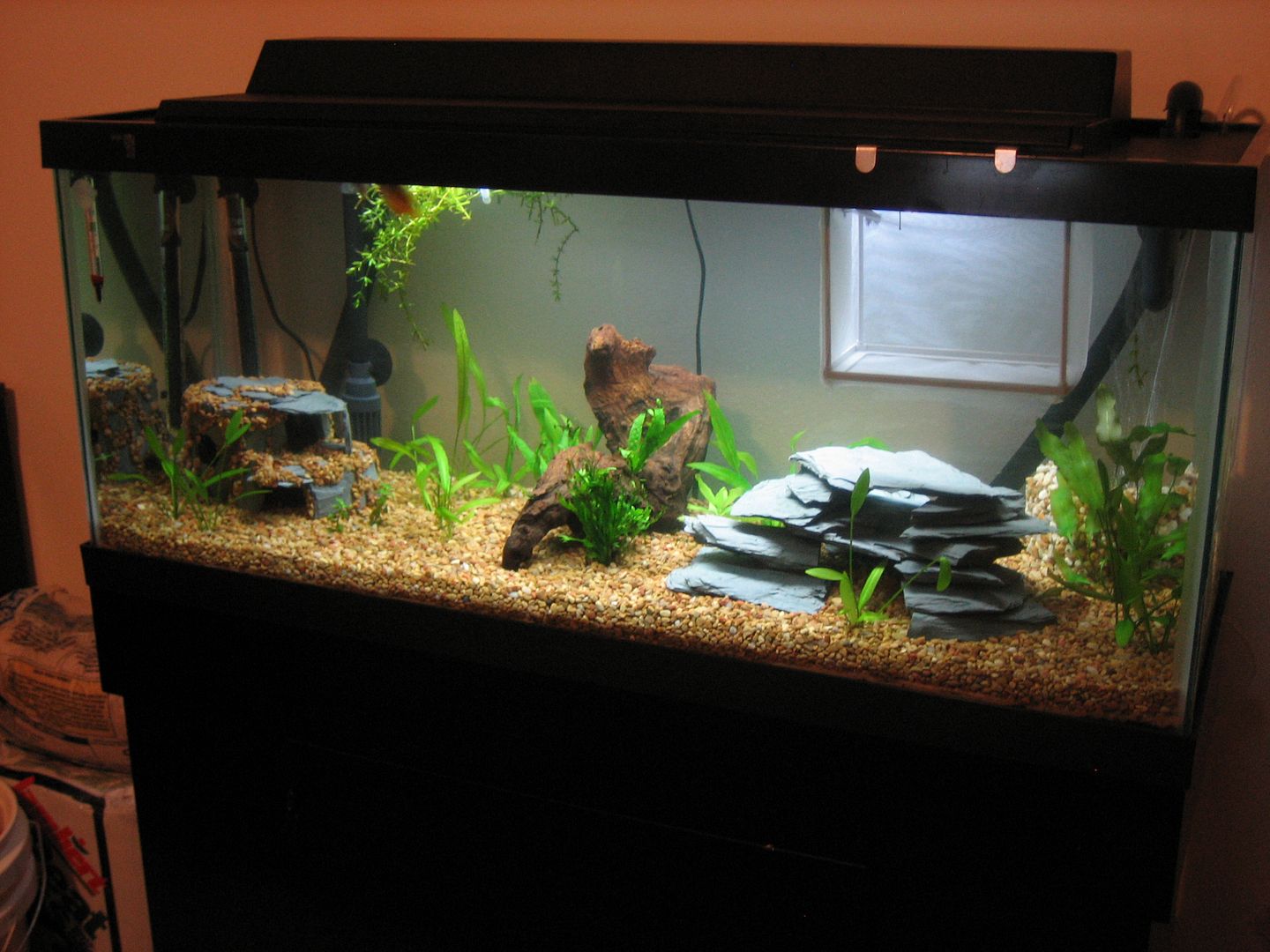 New (to me) 30 gallon long! Page 2 Aquarium Forum
